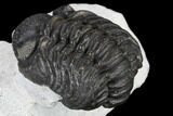 Adrisiops Weugi Trilobite - Recently Described Phacopid #115233-4